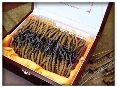 伊州冬虫夏草回收